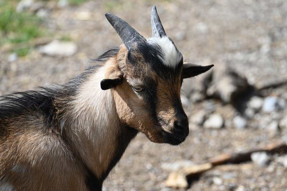 Kit Infantil Portugal Away 24/25 - Nike Infantil