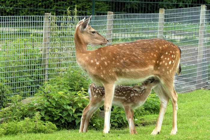 Camisa Fluminense Home 24/25 - Umbro Versão Jogador
