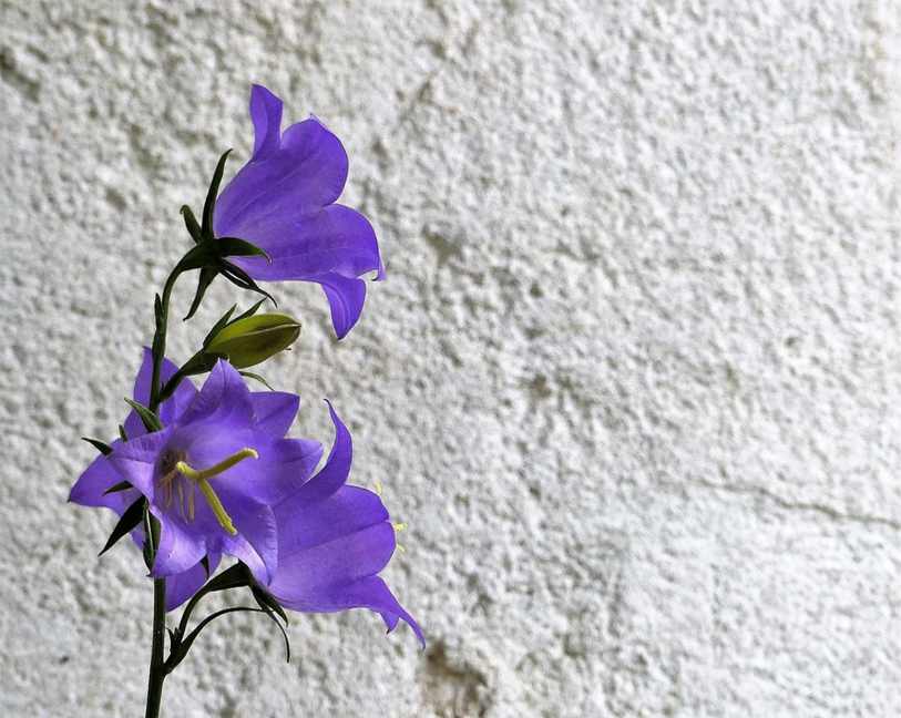 Seleção Sérvia Home 24/25 - Puma Torcedor Masculina